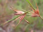 : - Themeda triandra