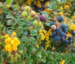Darwins Berberitze - Berberis darwinii