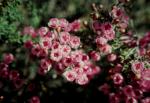 : - Verticordia picta