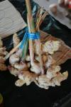 Echter Ingwer - Zingiber officinale