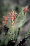: - Adenanthos obovatus