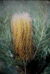 : - Banksia spinulosa