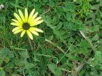 Kaplöwenzahn - Arctotheca calendula