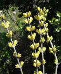 : - Ephedra chilensis