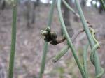 : - Cassytha melantha