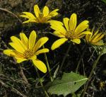 : - Flourensia thurifera