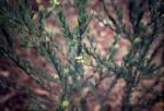 : - Comesperma pallidum