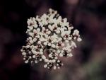 : - Conospermum longifolium