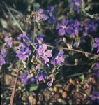 : - Dampiera lavandulacea