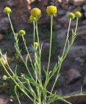 : - Helenium aromaticum
