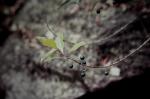: - Elaeocarpus reticulatus