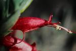 : - Eremophila decipiens