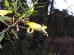 Emu-Strauch - Eremophila maculata