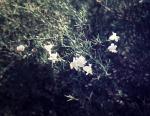 : - Eremophila polyclada