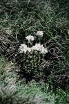 : - Euphrasia collina subsp. glacialis