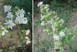 : - Moscharia pinnatifida