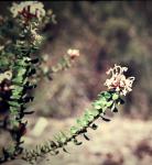 : - Grevillea buxifolia