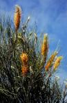: - Grevillea excelsior