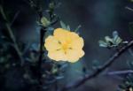 : - Hibbertia obtusifolia