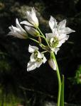 : - Nothoscordum gracile