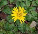 : - Paranephelius ovatus