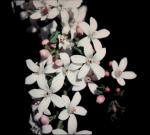 : - Eriostemon verrucosus