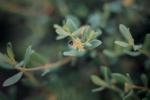 :-Pimelea hewardiana