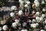 : - Noccaea caerulescens subsp. caerulescens