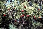 : - Santalum acuminatum