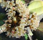 :-Pouteria valparadisaea
