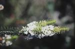 : - Woollsia pungens