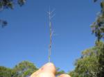 : - Aristida warburgii