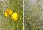 : - Senna aphylla