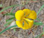 : - Solenomelus pedunculatus