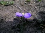 : - Comesperma sphaerocarpum