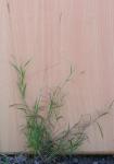 : - Dichanthium tenue