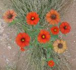 Peruanische Zinnie - Zinnia peruviana