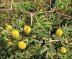 Süße Akazie - Vachellia farnesiana