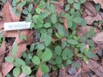 Vanilleglycine - Glycine tabacina