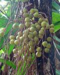 Macauba-Palme - Acrocomia aculeata