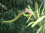 : - Aechmea setigera