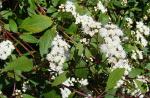 : - Ageratina riparia