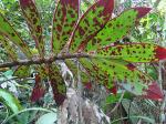 : - Columnea cruenta