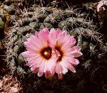 : - Coryphantha pycnacantha