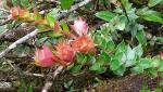 : - Disterigma alaternoides
