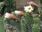 : - Echinopsis thelegona