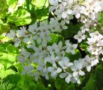 : - Francoa sonchifolia