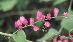 Mexikanischer Knöterich - Antigonon leptopus