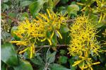 : - Gaiadendron punctatum