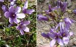 : - Gentianella tristicha